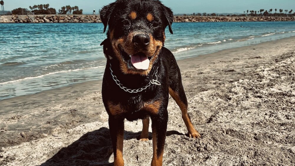 A good day for the dogs on Ocean Beach