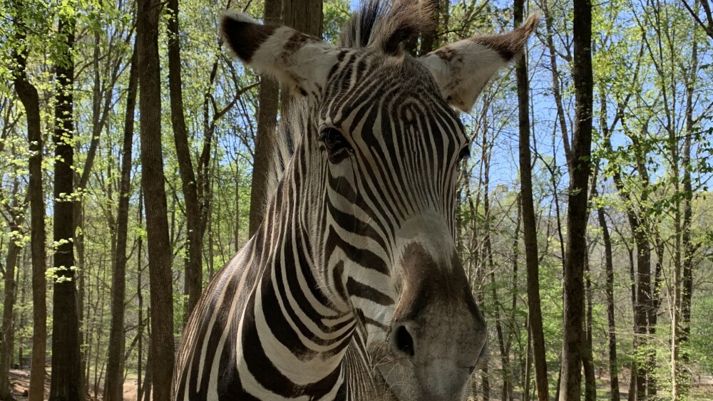 A large Grevy zebra stares in the direction of the camera with trees and grass in the background.