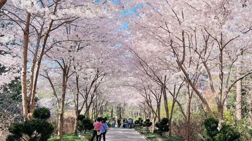Cherry blossoms in bloom at Duke Gardens