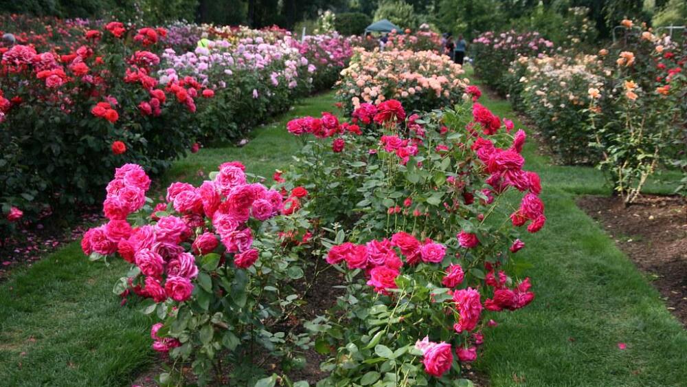 Rose bushes grow in rows at the International Rose Test Garden in Portland, Oregon.