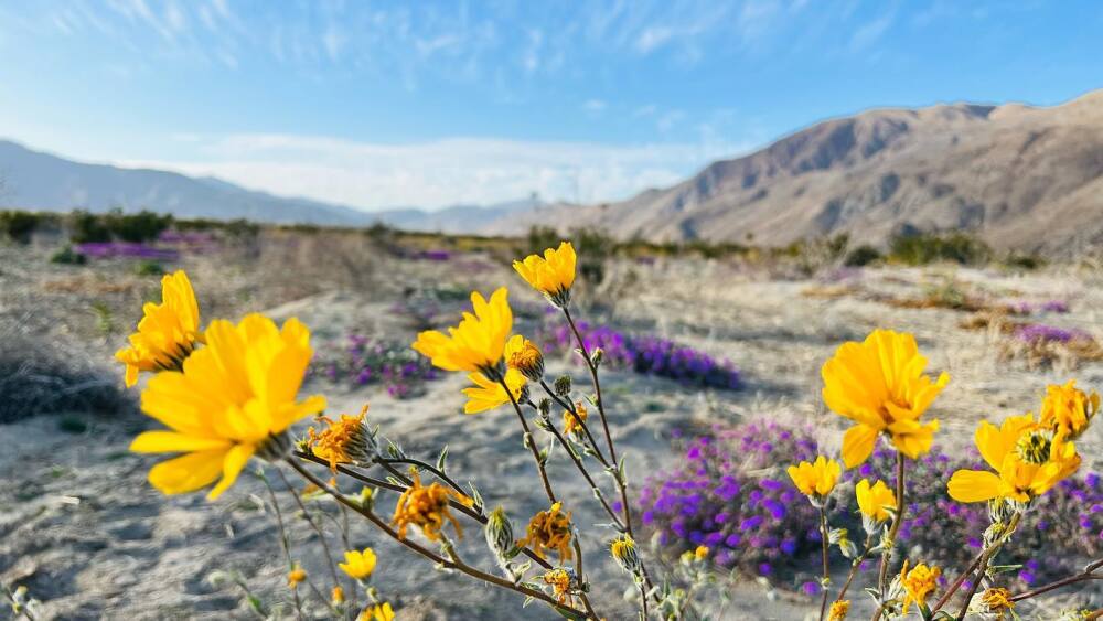 SD Anza-Borrego Desert Bloom 2023