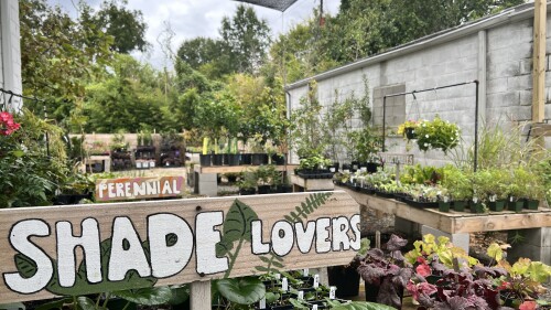 Shade trees Columbia