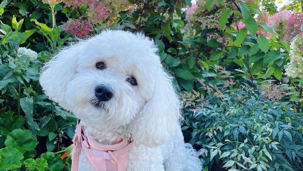 A poodle wearing a pink collar stands in front of a bush with azaleas.