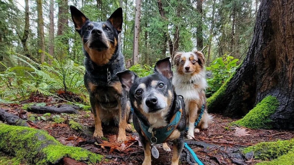 Three dogs on leashes in the woods look toward the camera.