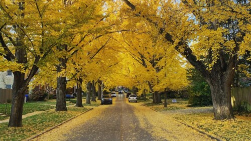 A shot of a street with yellow leaves all over the ground