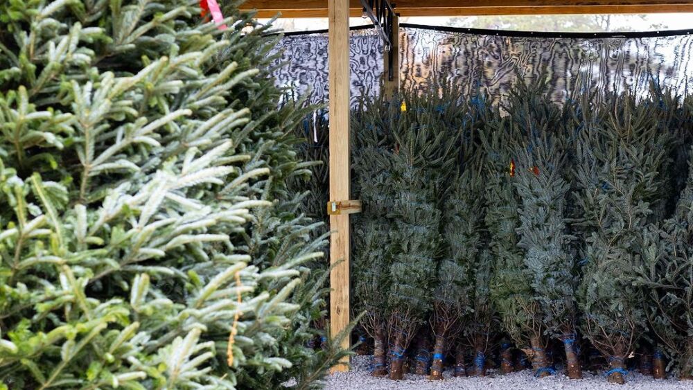 RALtoday Christmas Tree Phillips Farms