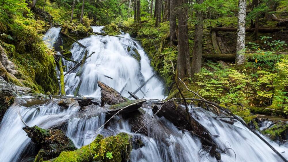 A roaring two drop waterfall flows through a verdant forest