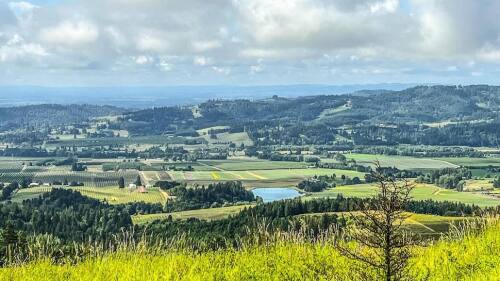 A scenic view of green wine country