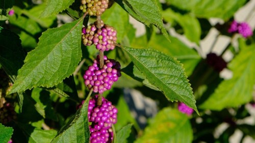 A close up of a plant with medium-sized green leaves attached to a stem that also hosts clusters of small purple berries.