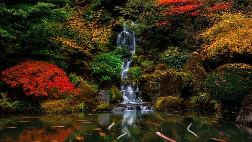 PDX Portland Japanese Garden fall foliage