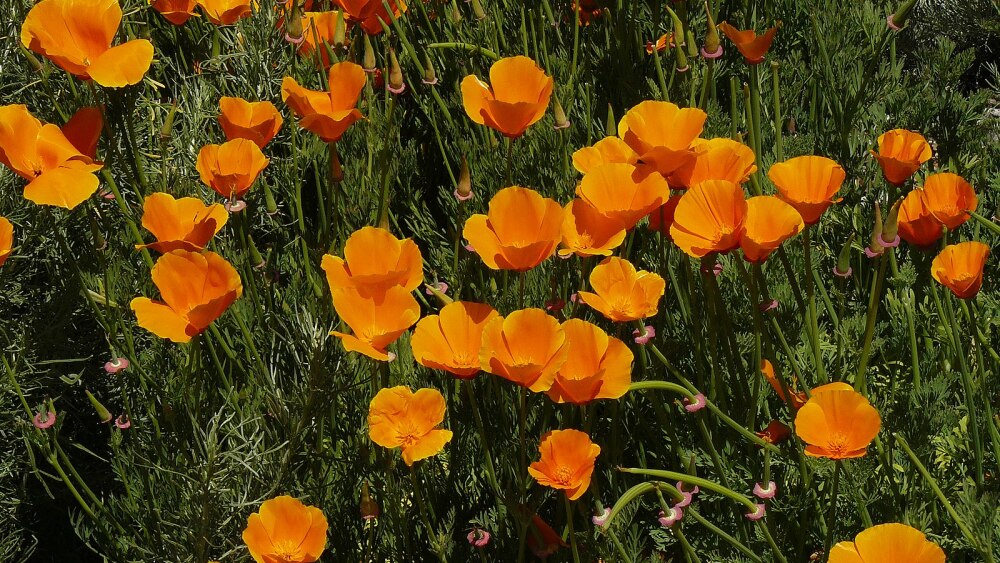 SACtoday_native_plants