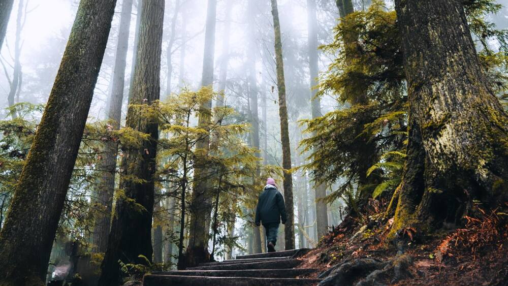 A person wearing a coat and beanie walks away from the camera, up a set of steps in a misty evergreen forest.