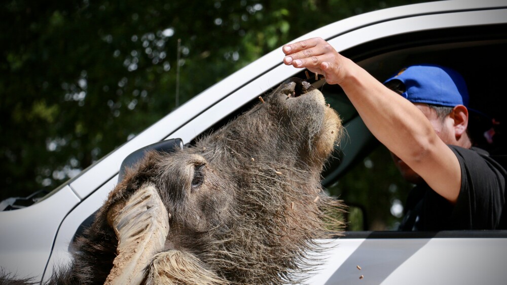 A line of cars with alpacas and other animals approaching to be fed at Lazy 5 Ranch.