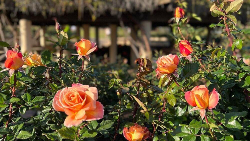 nez Grant Parker Memorial Rose Garden at Balboa Park