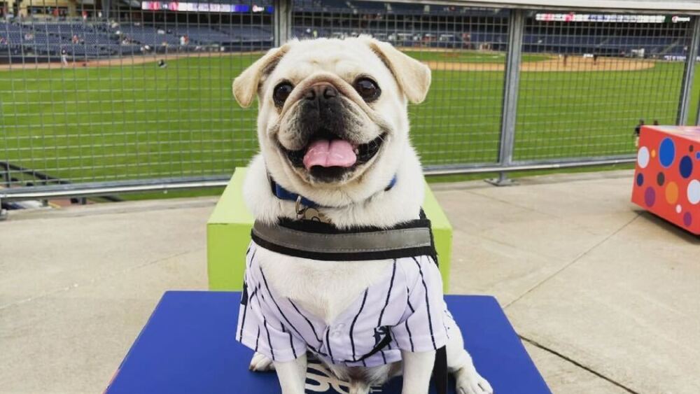 A pug dressed in a baseball jersey poses for a photo at First Horizon Park.