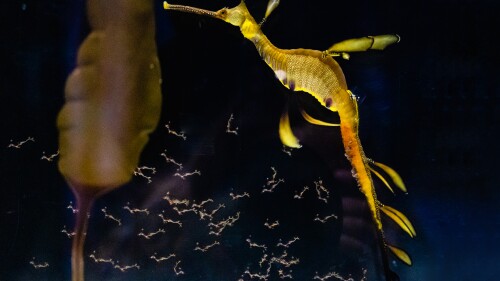SD Birch Aquarium Weedy Seadragon babies
