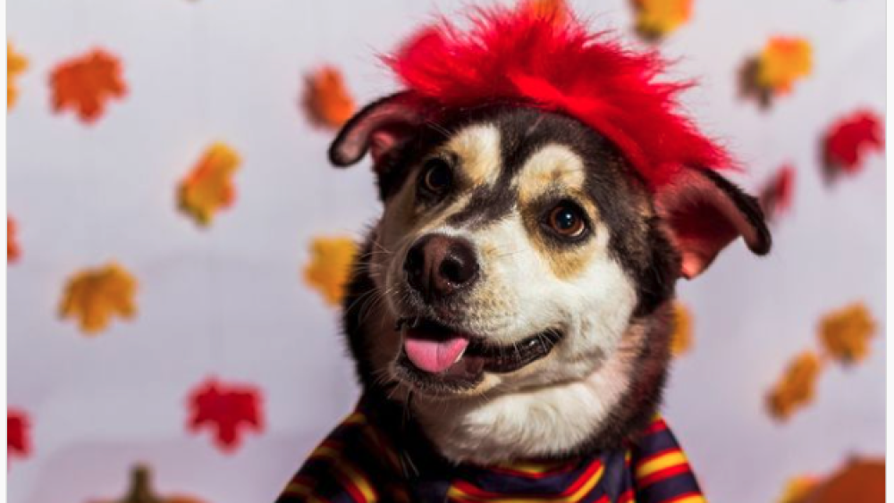 Pet costume party-@metazoabrewing