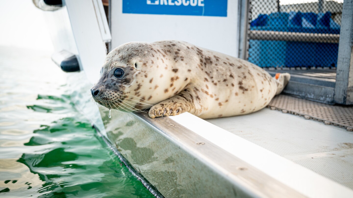 Help Project Wildlife, SeaWorld Rescue save baby animals in San Diego ...