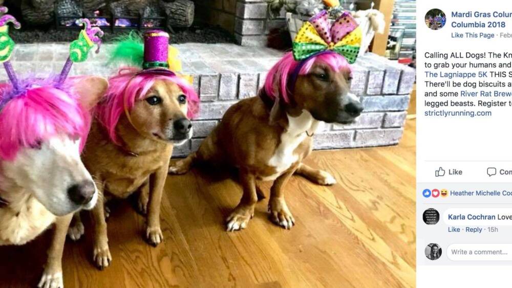 dogs