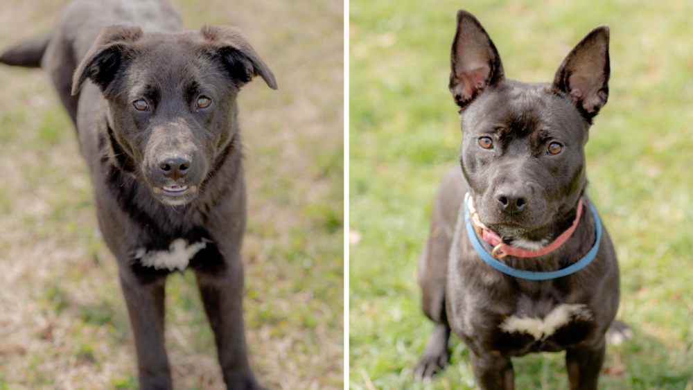 Splitscreen of two black dogs looking at the camera sitting on grass.