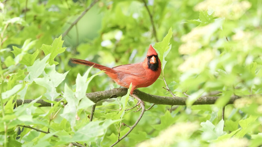 A Northern Cardinal rests on a branch of a tree with bright green leaves.
