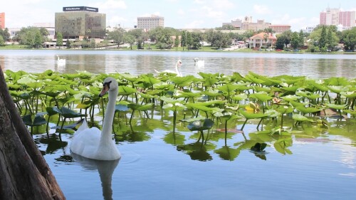 A swan glides near lily pads on a lake in Lakeland, Florida, with city buildings and trees visible in the background.