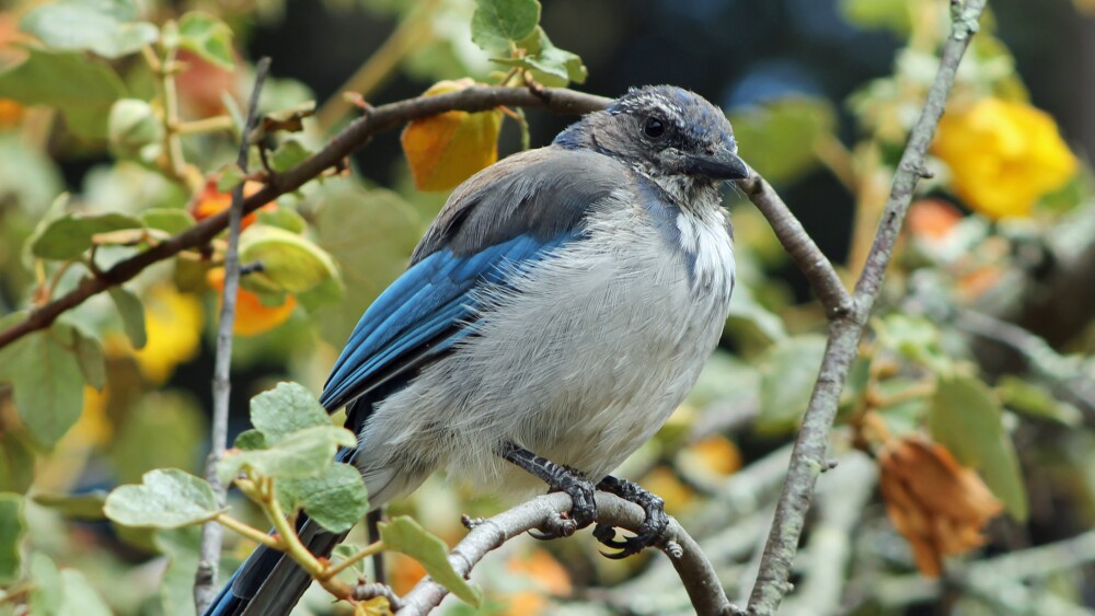 A California scrub-jay puffs up its chest on a thin branch