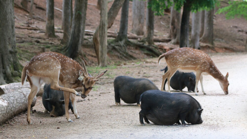 Black pot-bellied pigs and deer sniff the ground searching for food dropped from feed buckets.