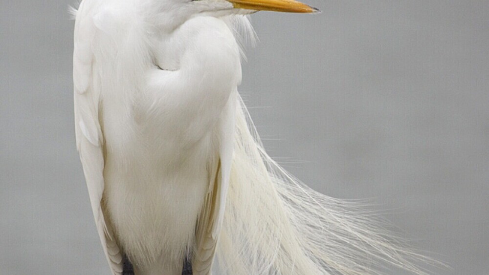 Snowy_egret_-_natures_pics
