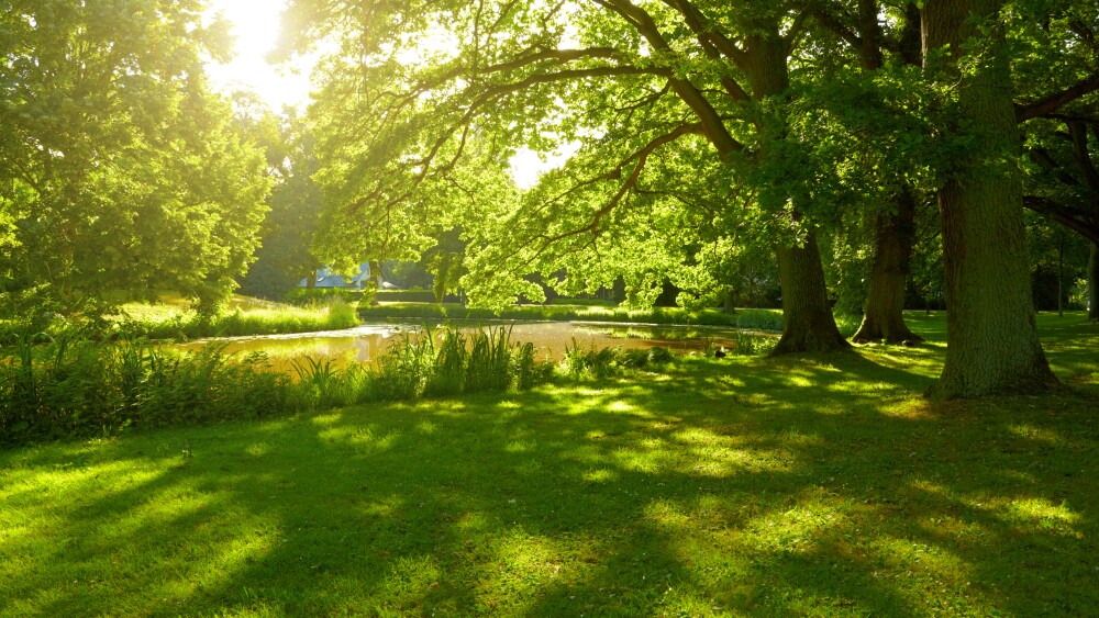 A green space leads to a riverfront lined with shrubs and full trees as the sun shines through the branches.