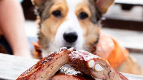 A dog looking at a plate of ribs