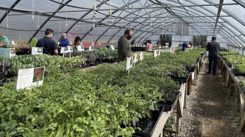 A few people shop inside of a large greenhouse at Louisville Grows as part of its Seeds & Starts sale — where people can buy local produce to get their gardens going.