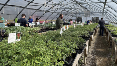 A few people shop inside of a large greenhouse at Louisville Grows as part of its Seeds & Starts sale — where people can buy local produce to get their gardens going. 