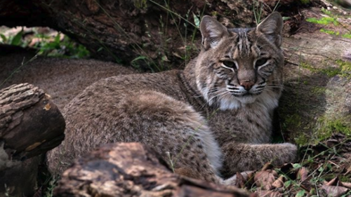 Screen Shot 2020-10-26 at 3.09.19 PM