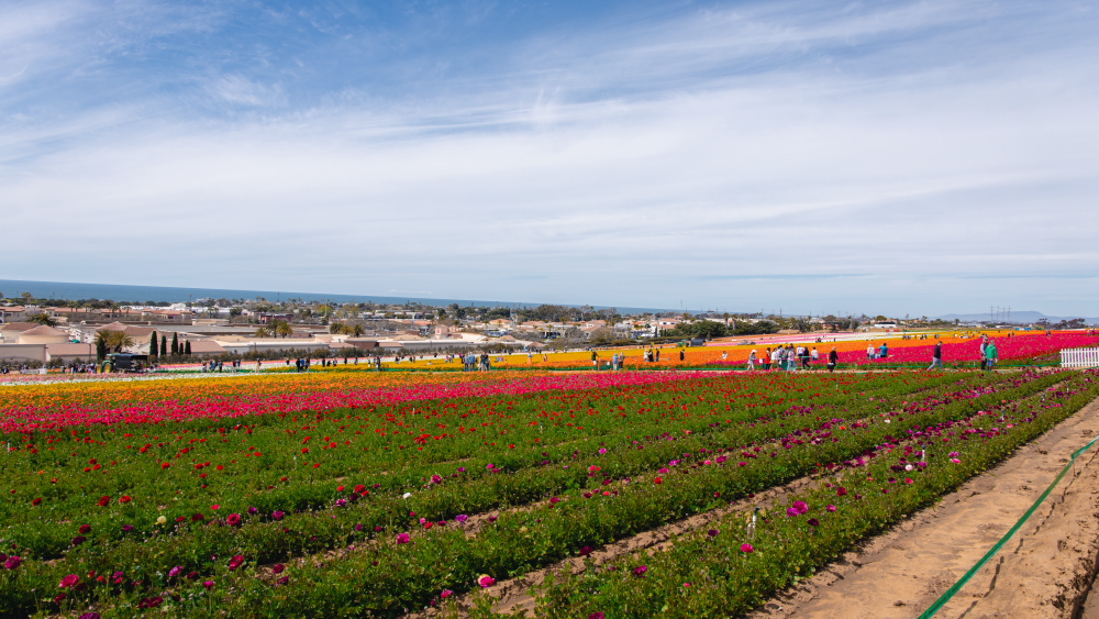 SD The Flower Fields at Carlsbad Ranch