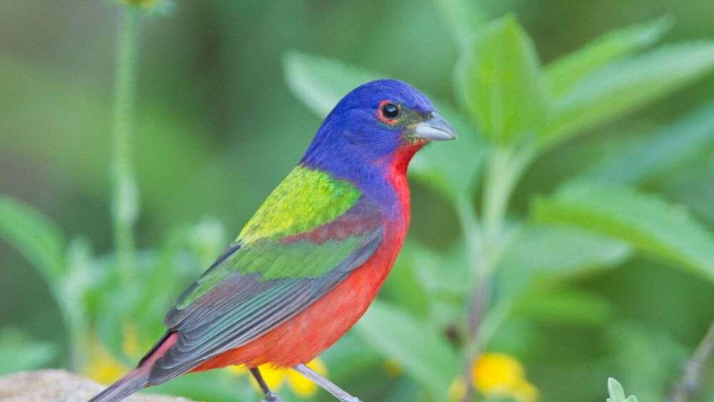 1600px-Painted_Bunting_by_Dan_Pancamo