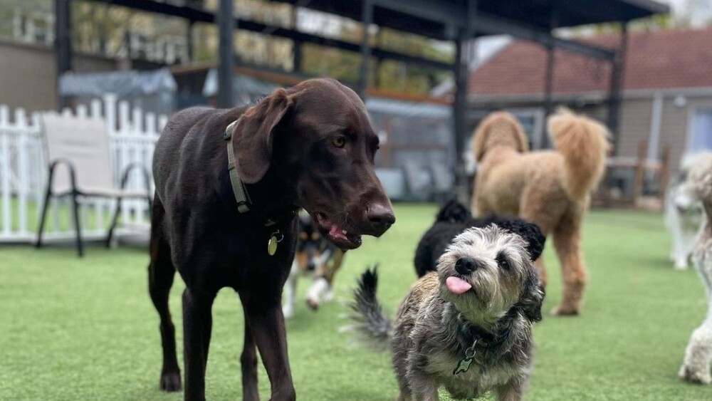 A group of dogs walk around the turf at Growlerz in Seattle.