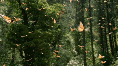 FTW-Monarch Butterflies