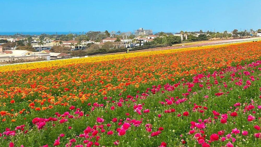 Carlsbad flower fields