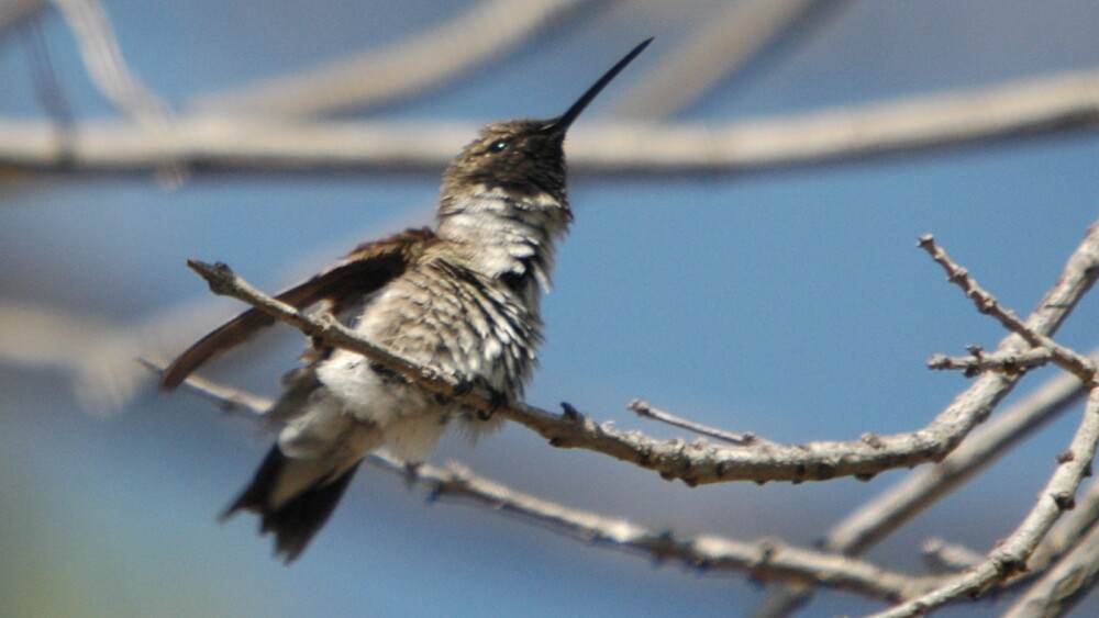 Hummingbird_Black-chinned,_Male