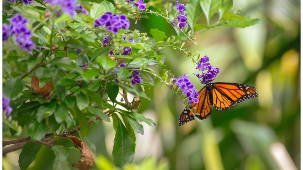 A monarch butterfly on a purple flower