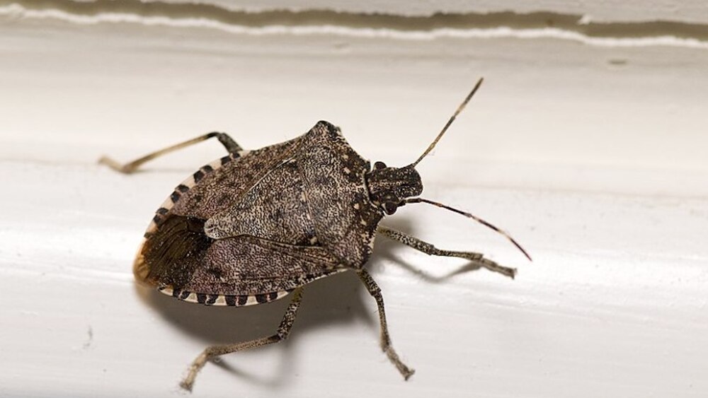 stink bug greenville sc