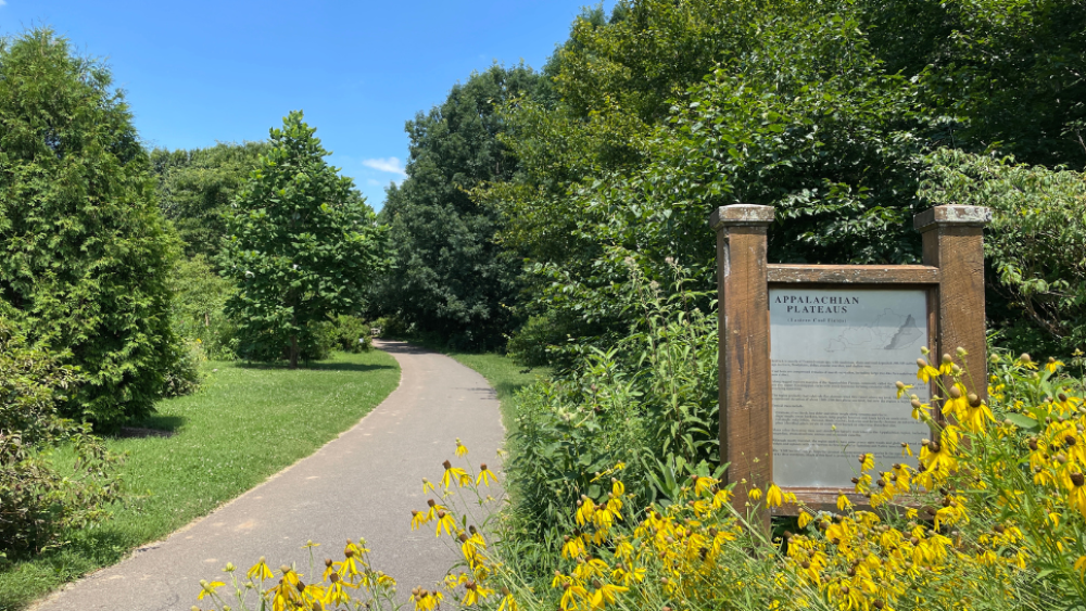 A paved pathway surrounded by yellow flowers and trees