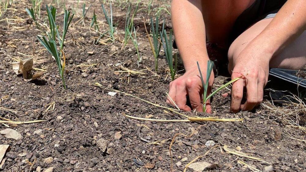 Get your hands dirty at Franklinton Farms | Photo via Franklinton Farms