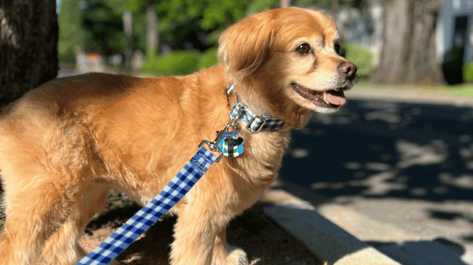 A slideshow of images featuring a dog