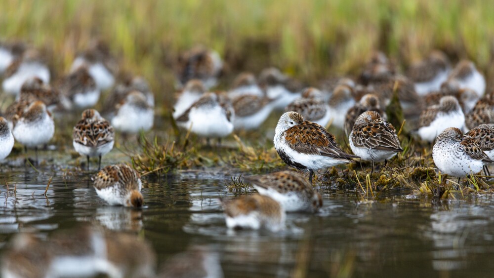 A shorebird rests among tidal flats with its beak tucked back beneath its wing, showing only one open eye