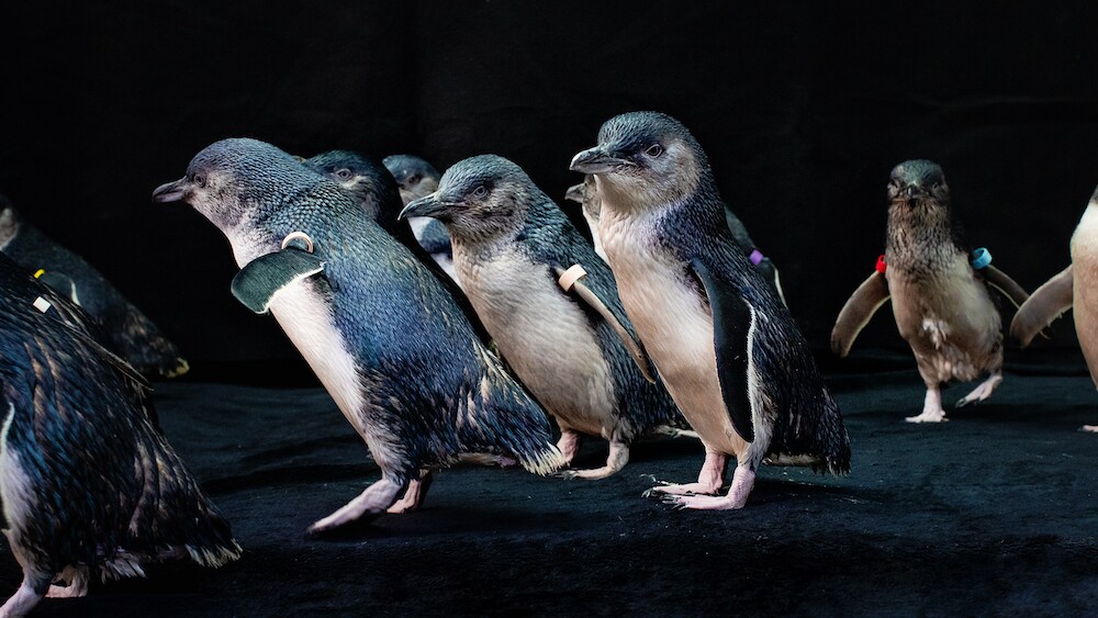 Little blue penguins birch aquarium