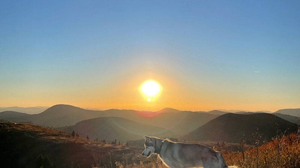 A husky standing on a mountain bald with a mountain vista and sun in the background.
