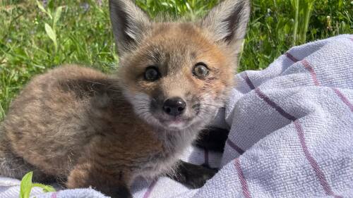A baby fox lays on a blanket in the grass.