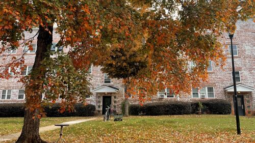 A tree changing colors in autumn.